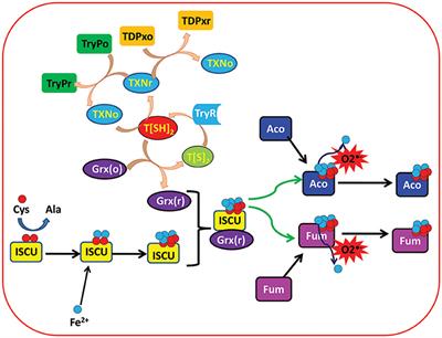 Understanding the Cross-Talk of Redox Metabolism and Fe-S Cluster Biogenesis in Leishmania Through Systems Biology Approach